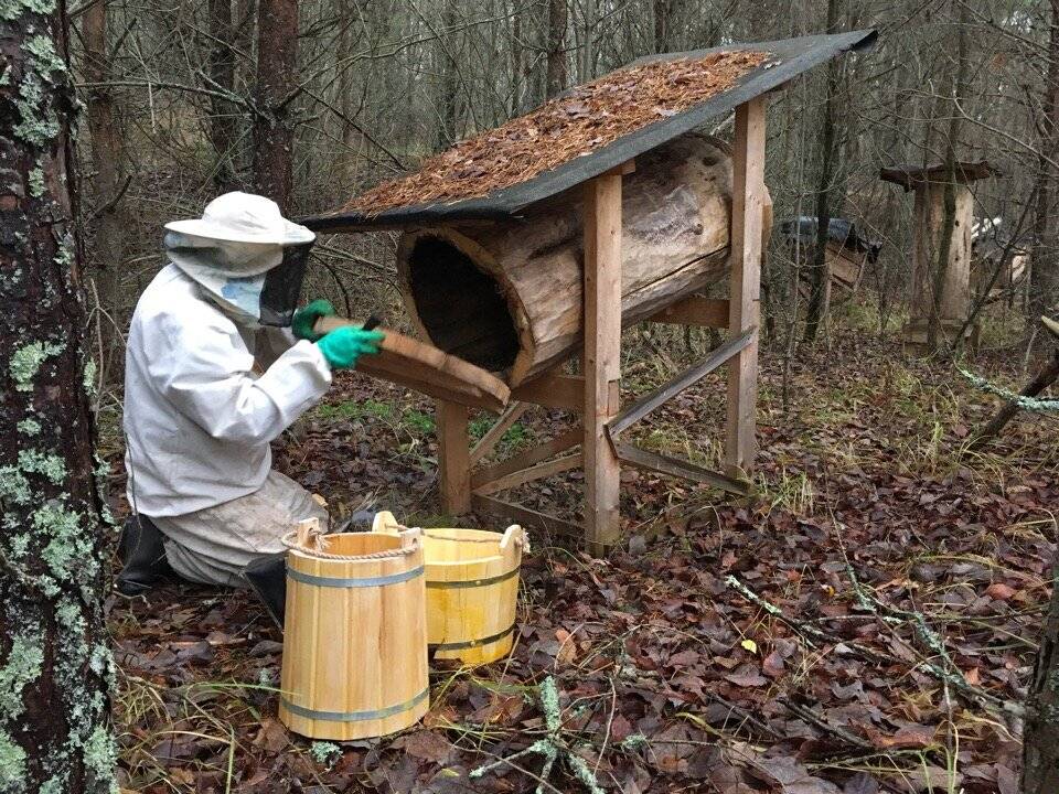 Возможности и преимущества колодного пчеловодства