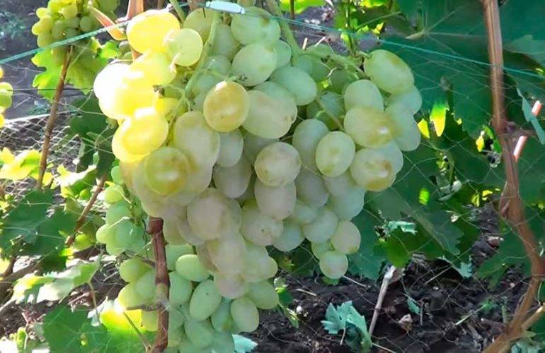 Виноград богатяновский: описание сорта, отзывы, фото, выращивание и уход, урожайность