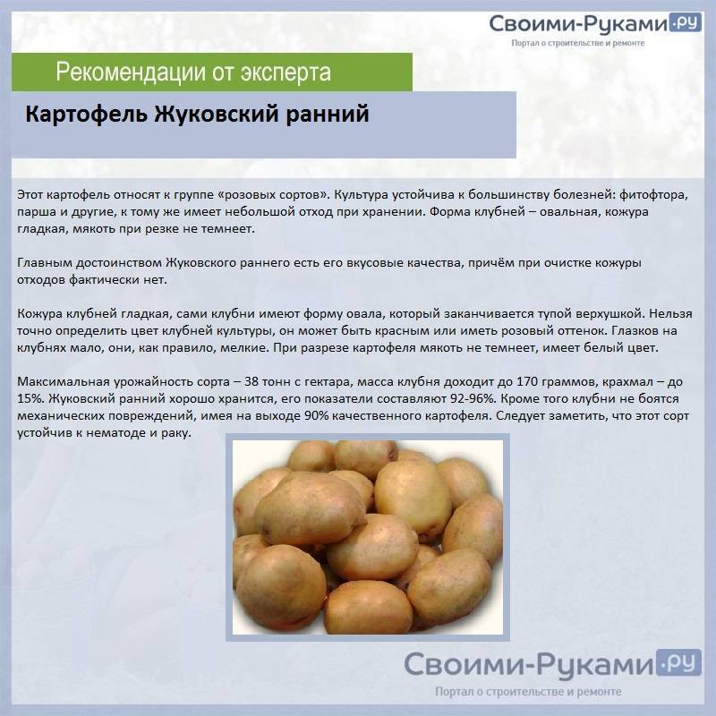 Топ-30 ранних сортов картофеля для средней полосы россии