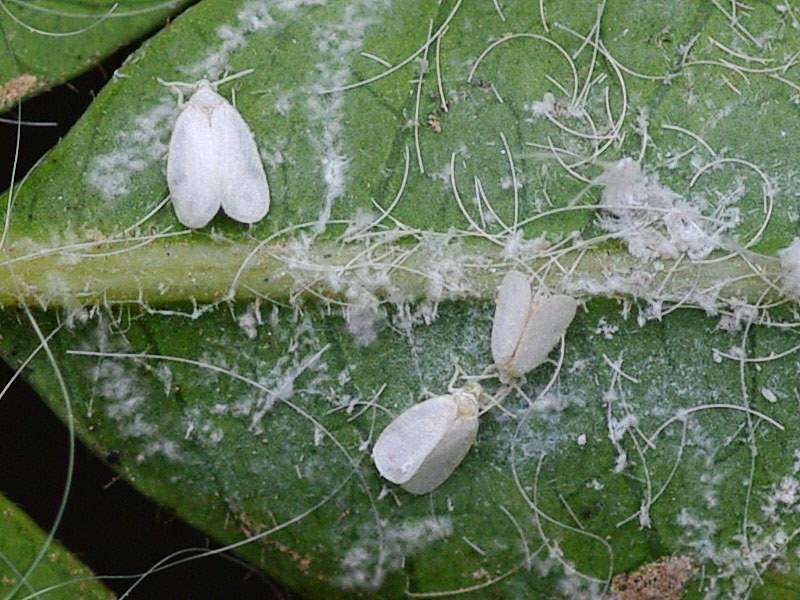 Белокрылка на рассаде – как быстро избавиться от нее в домашних условиях