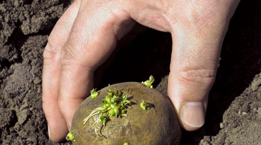 Пророс картофель: группа практикум садовода и огородника