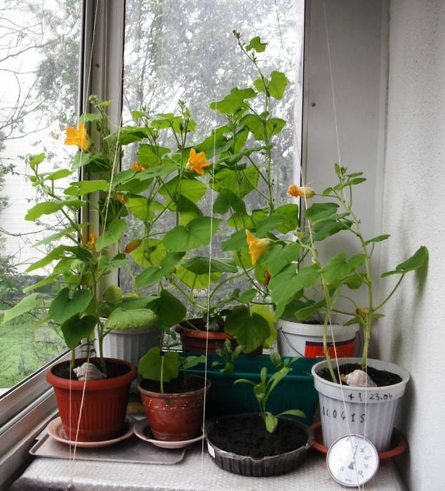 Как вырастить тыкву в домашних условиях на балконе: пошаговая инструкция