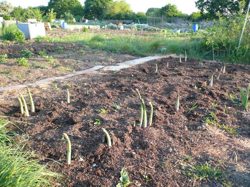 Спаржа - выращивание из семян в открытом грунте на даче и огороде: посадка и уход, фото, размножение, сорта