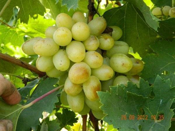 Виноград богатяновский: описание сорта, фото, отзывы | qlumba.com