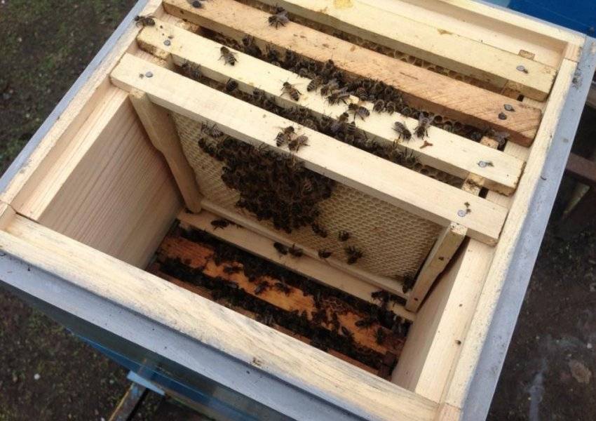 Нуклеусы для пчел от а до я: для чего нужны, как сделать своими руками, применение