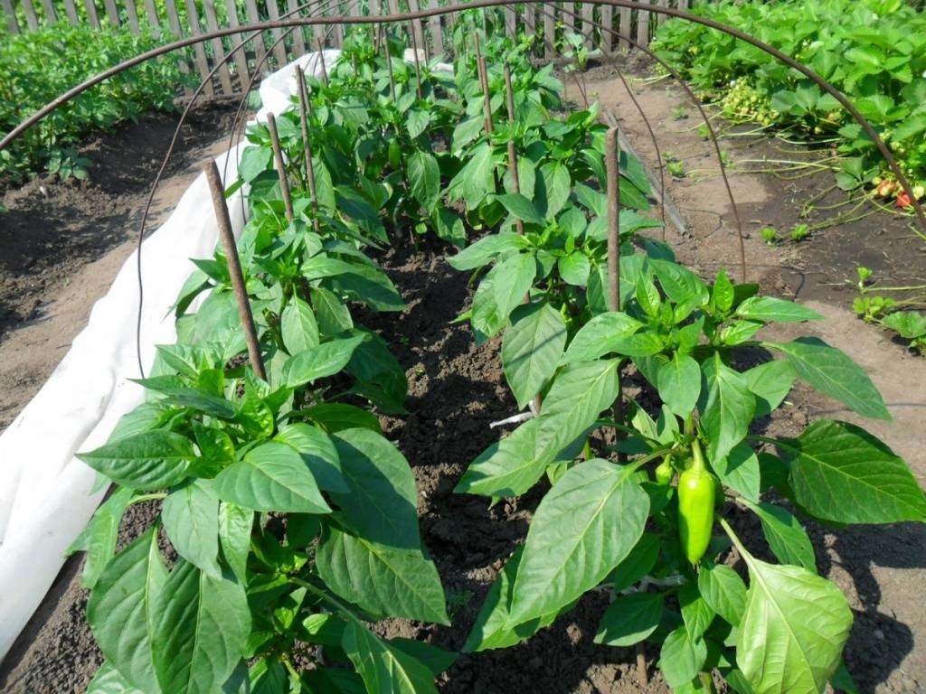 9 главных ошибок при выращивании перцев: не допускайте их и всегда будете с урожаем!
