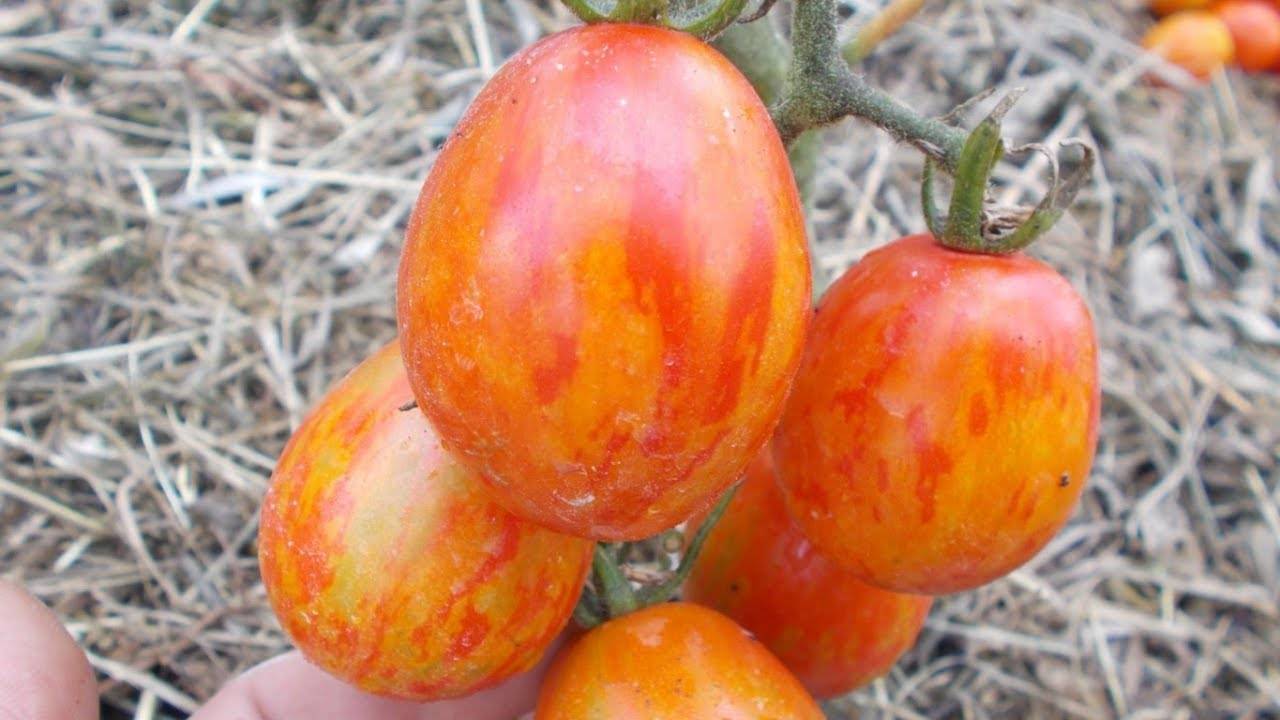 Яркий представитель нового коктейльного вида – томат «пасхальное яйцо»: полноценный обзор