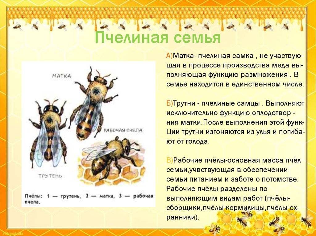 Жизнь пчелиной семьи