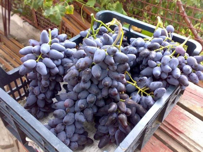 Виноград: посадка и уход в открытом грунте для новичков