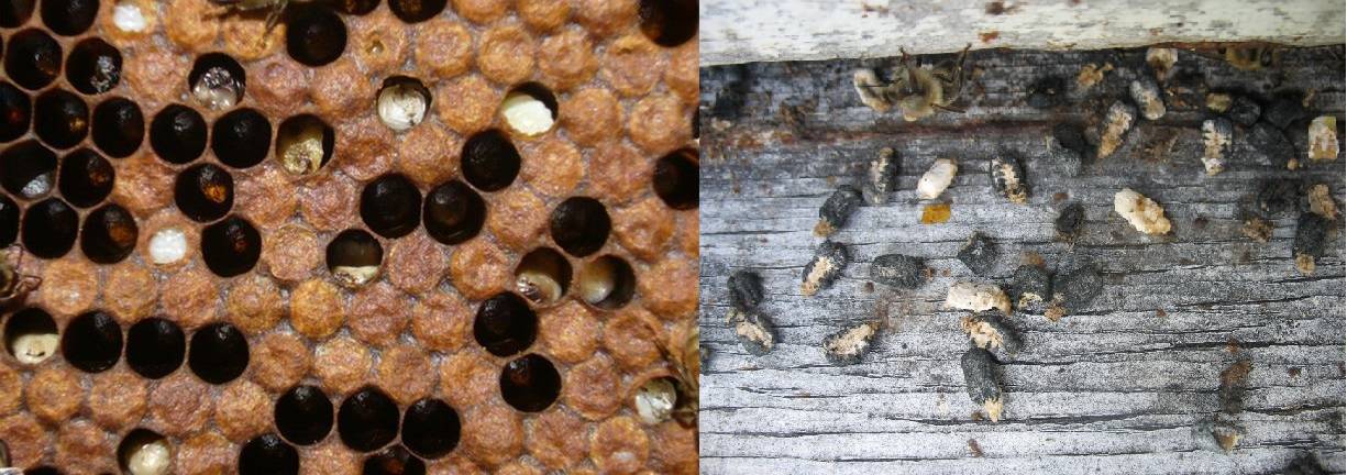 Расплод мешотчатый – заболевание пчелиного расплода