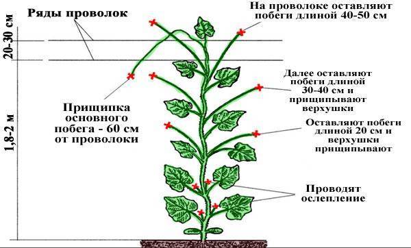 Схема обрезки огурца