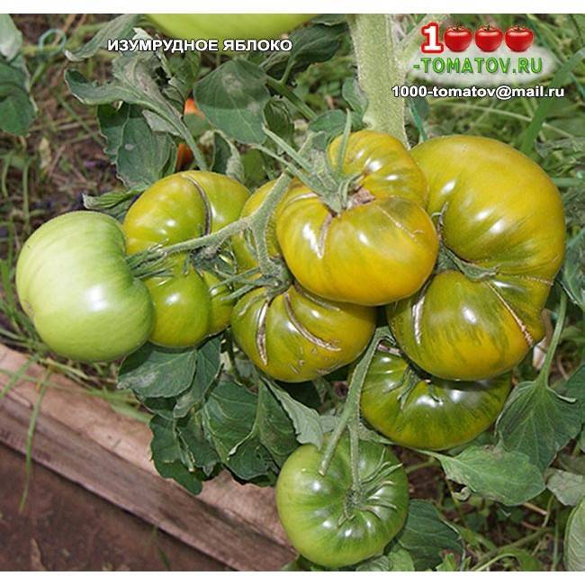 Сорт томата «изумрудное яблоко» с зелеными плодами: описание, характеристика, посев на рассаду, подкормка, урожайность, фото, видео и самые распространенные болезни томатов