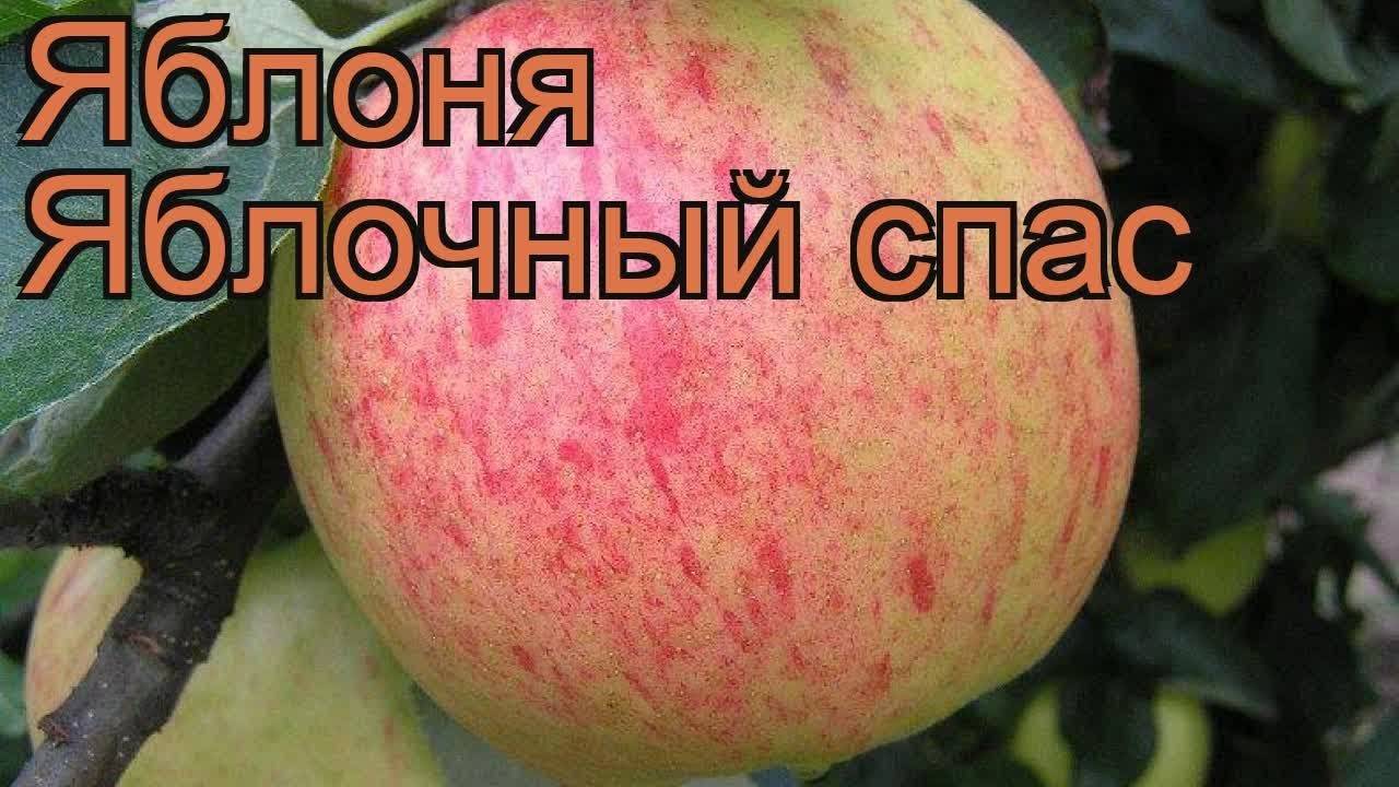 Яблоня яблочный спас описание и характеристика сорта