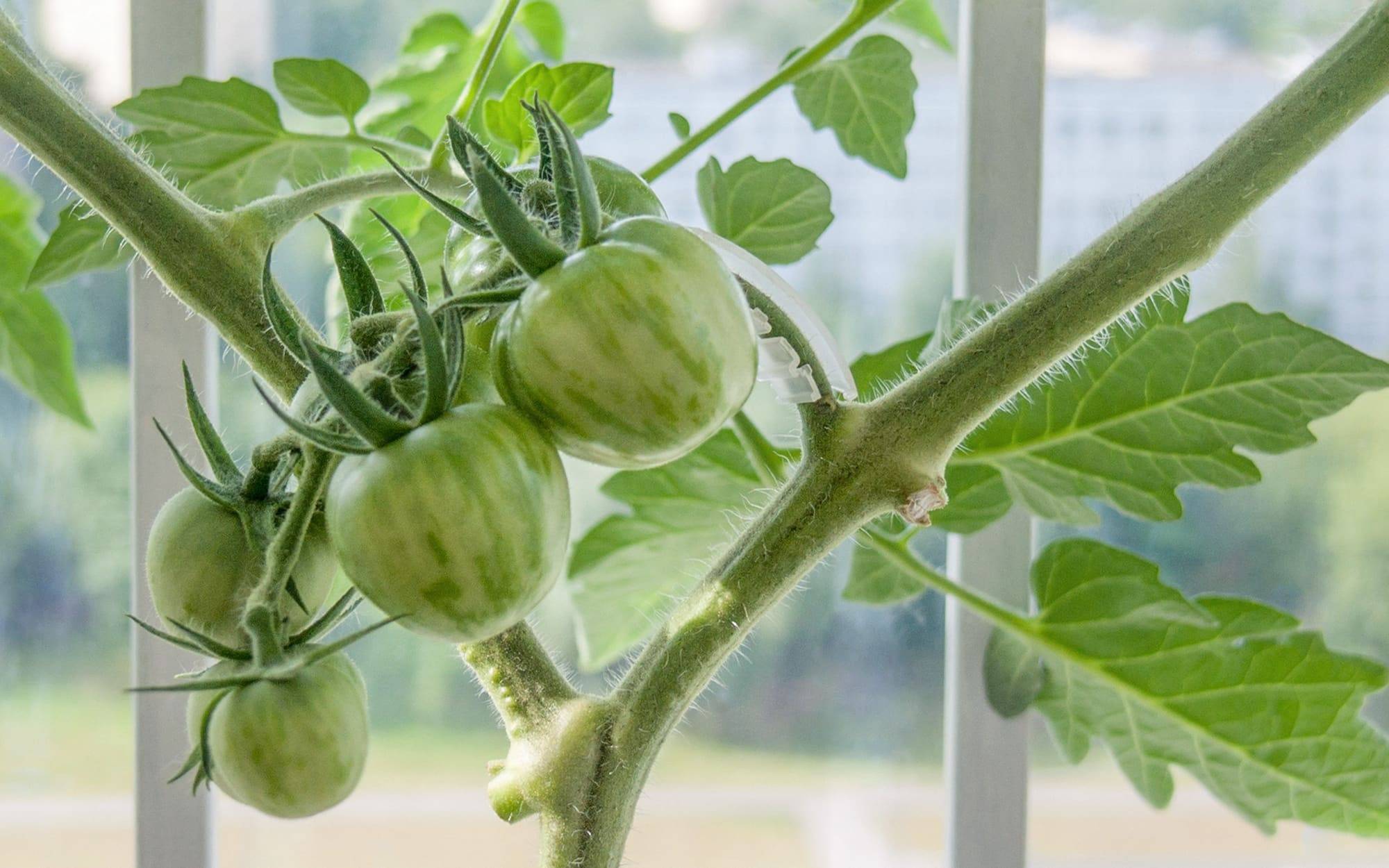 Лучшие сорта томатов для открытого грунта 2022 года
