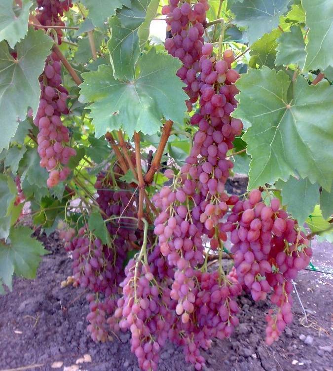Лучистый кишмиш: описание винограда, особенности ухода и отзывы