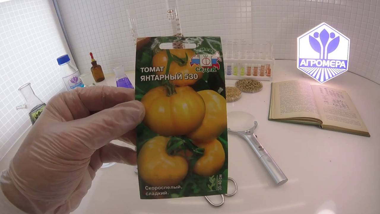 Описание сорта томата янтарный 530, урожайность и характеристика – дачные дела