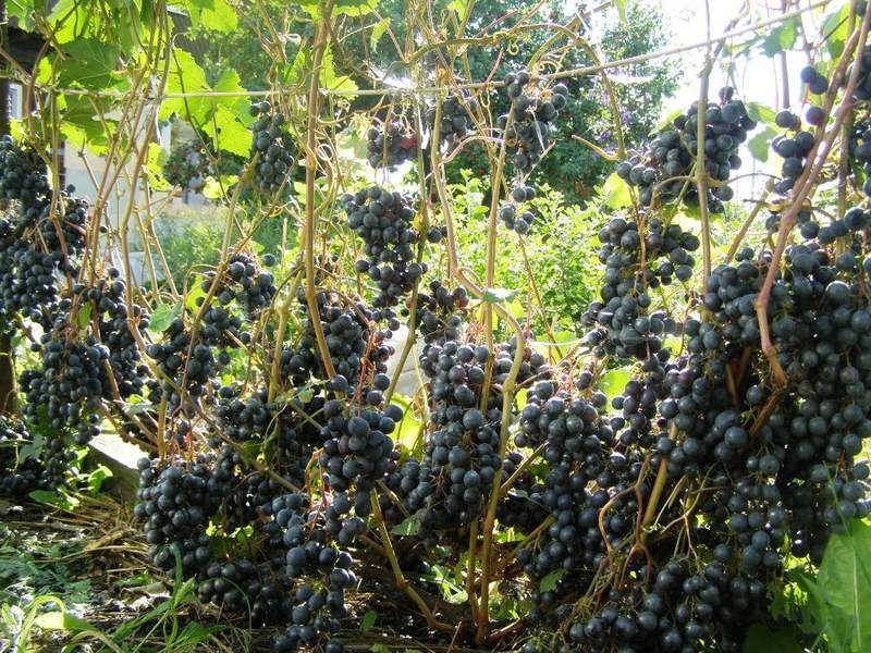Виноград для начинающего садовода — сорт «загадка шарова»