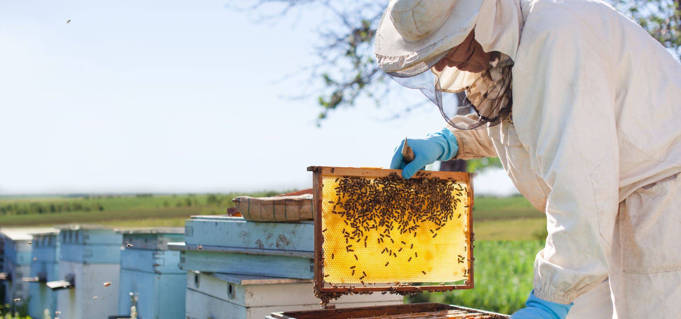 Пчеловодство: проблемы белорусского пчеловодства