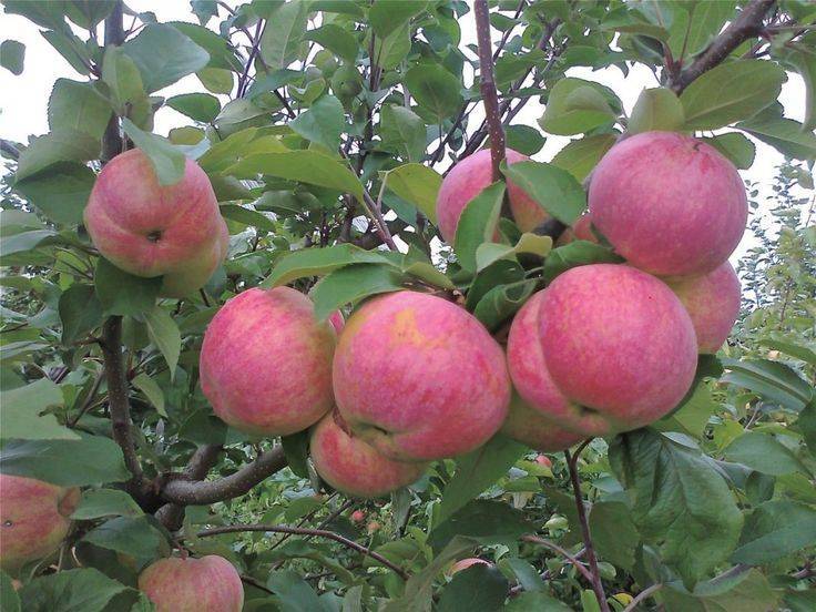 Сладкие сорта яблонь без кислинки - ogorod.guru