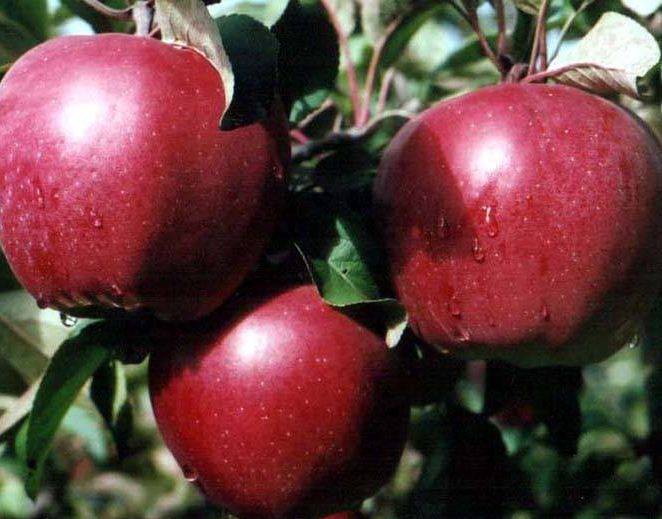 Яблоня черный принц: описание сорта яблок, посадка + фото отзывы