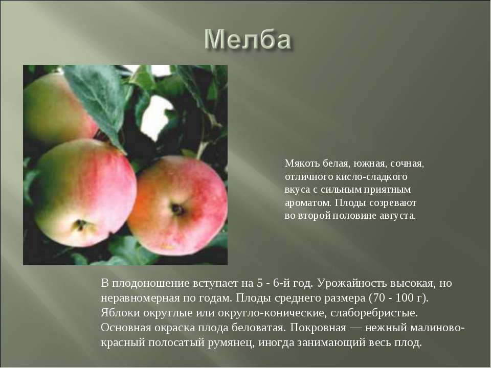 Яблоня аркадик: описание, фото, отзывы