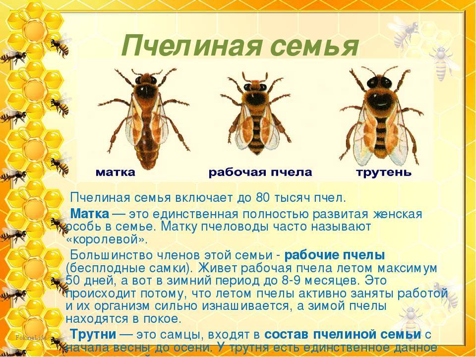 Земляные пчелы: описание, образ жизни и разновидности