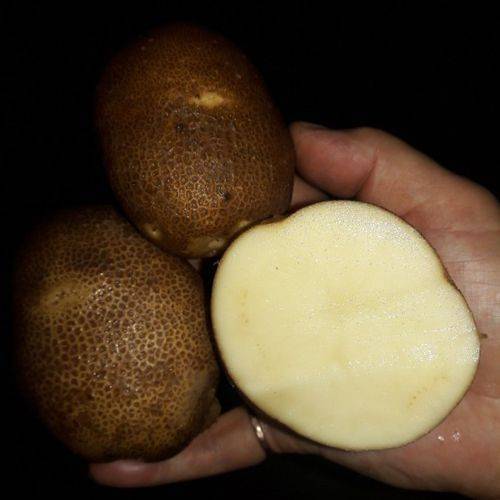 Картофель киви: характеристика сорта, отзывы, особенности выращивания и ухода
