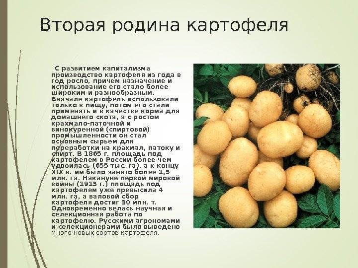 Княжеский сорт картофеля «рогнеда» : описание сорта, характеристика, фото