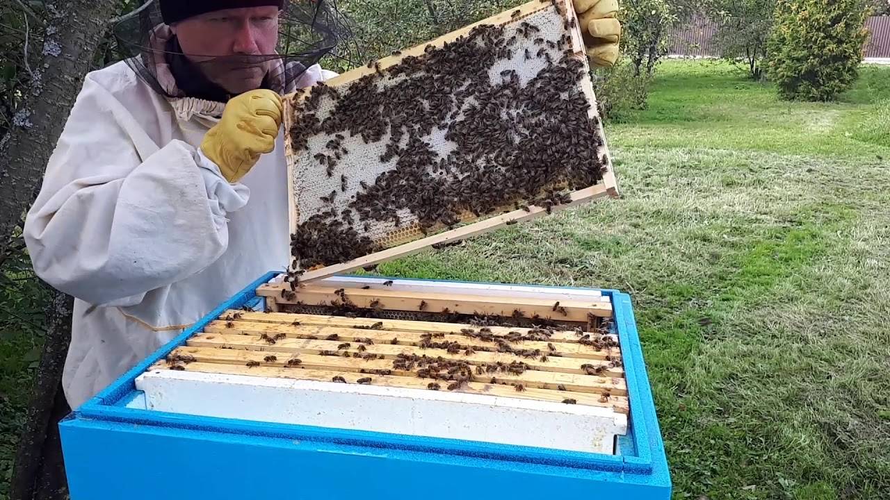 Современное пчеловодство зимой - как подготовиться к зиме начинающим пчеловодам | cельхозпортал