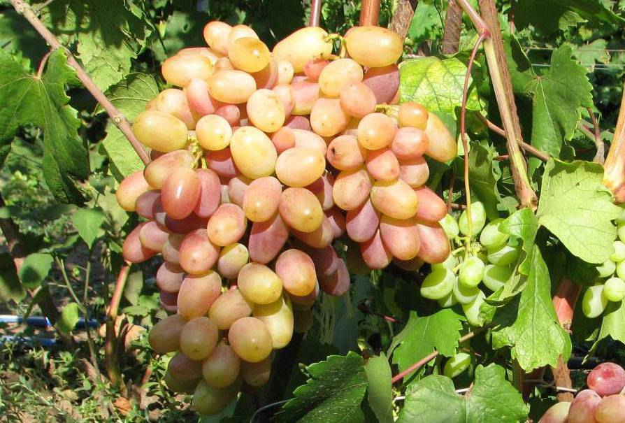 ᐉ столовые сорта винограда для 21-го столетия - виноград - roza-zanoza.ru