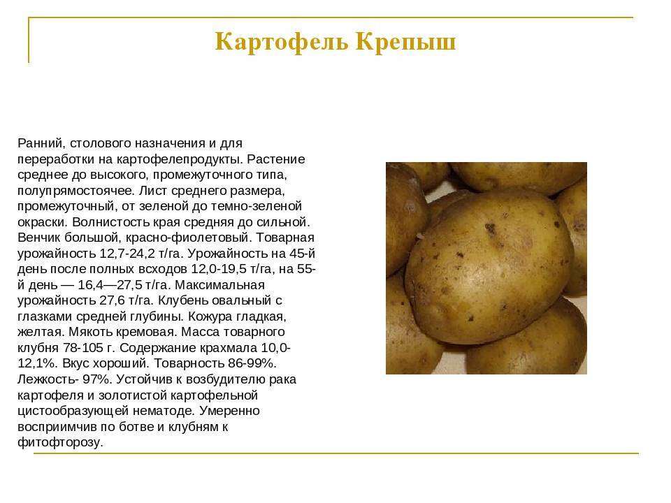 Картофель вектор – описание сорта, фото, отзывы