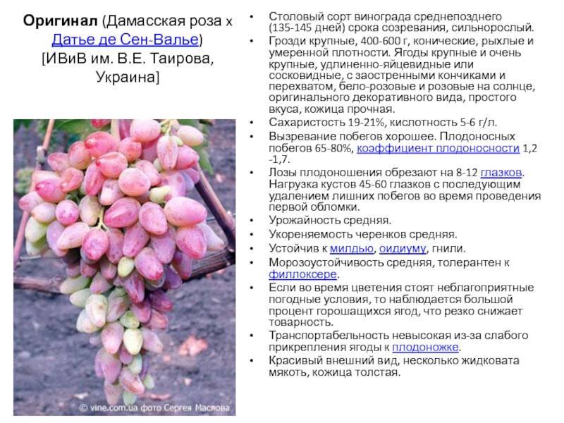 Виноград оригинал - описание сорта, особенности выращивания и уход :: syl.ru