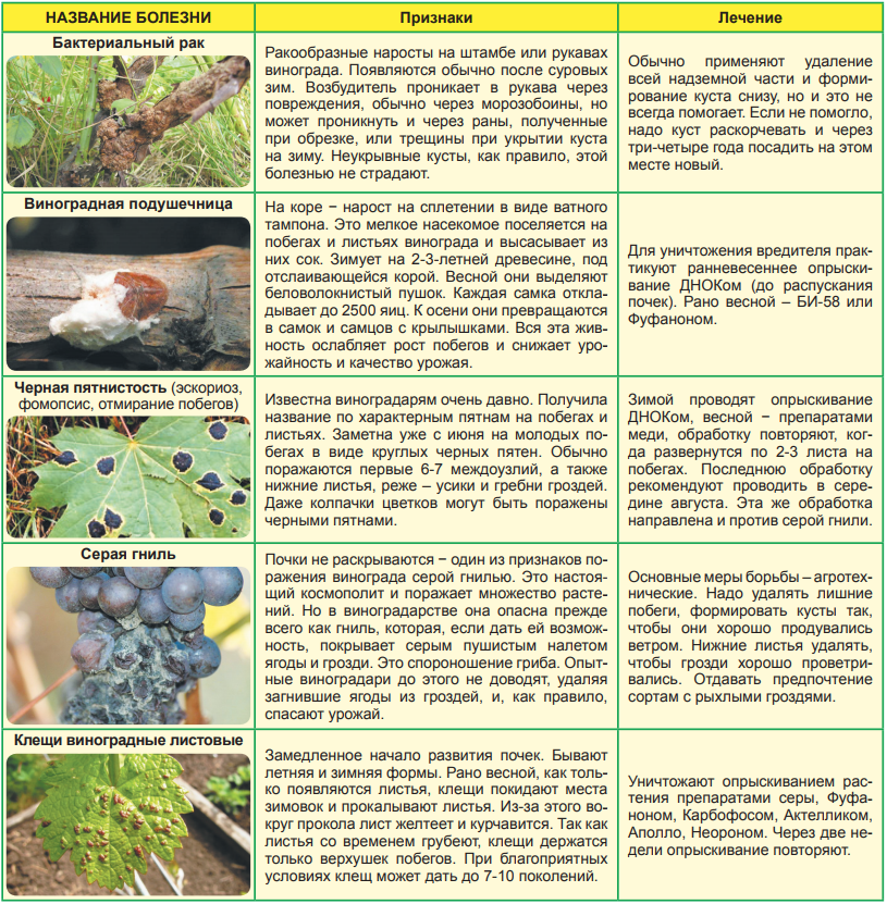Народные средства и химические препараты для весенней обработки винограда