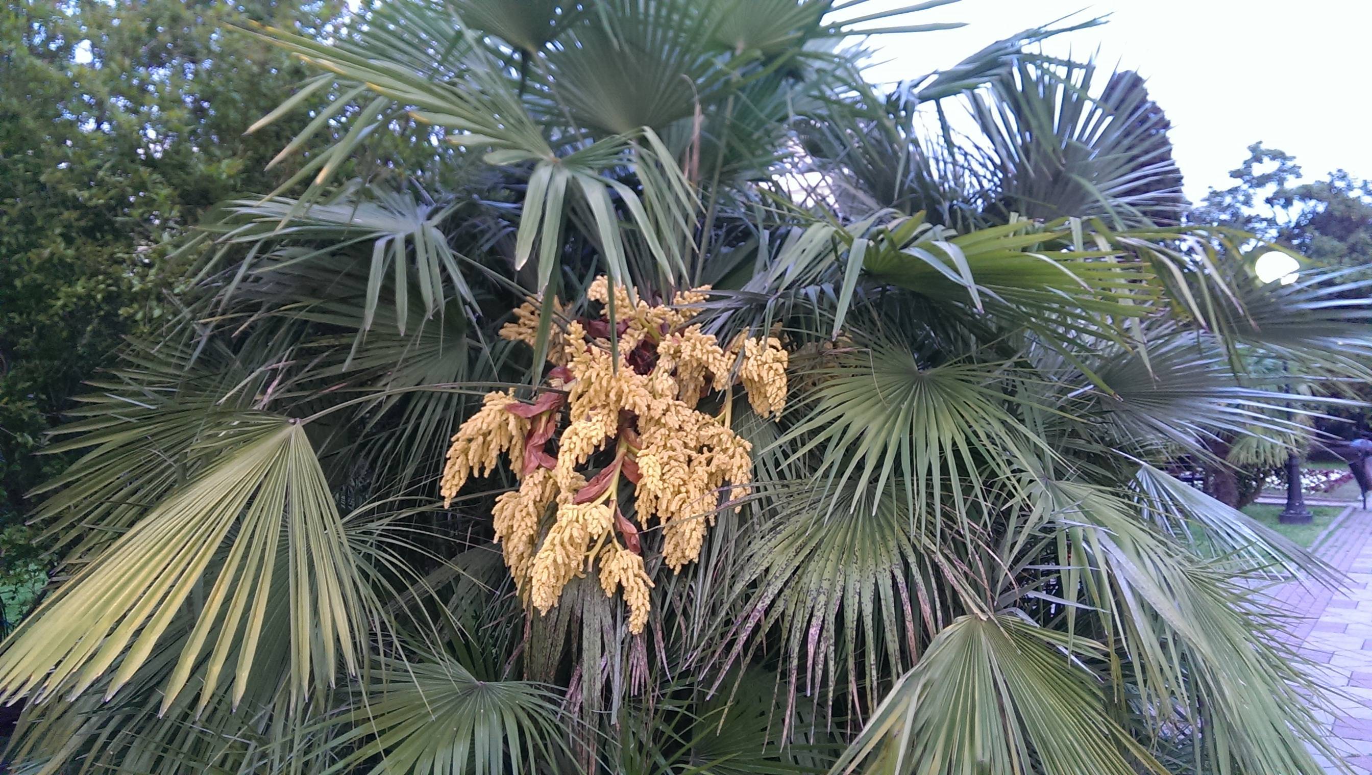 Пальмовая пыльца: полезные свойства, фото, применение