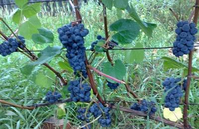 Виноград «зилга» латвийской селекции