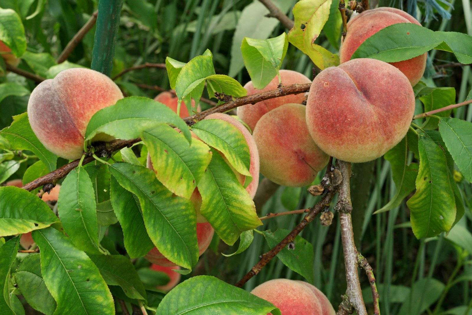 Выращивание персика в средней полосе россии: критерии выбора, лучшие ранние сорта, описание, правила и сроки посадки, особенности агротехники