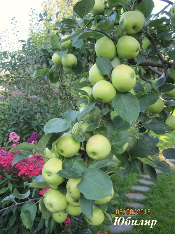 Яблони сорта юбиляр: общая информация