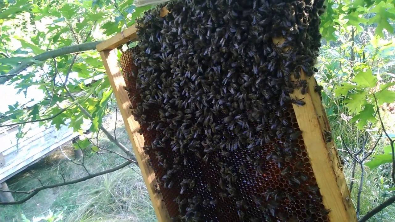 Как можно поймать рой пчел в ловушку новичку, ловля пчелиных роев на приманку