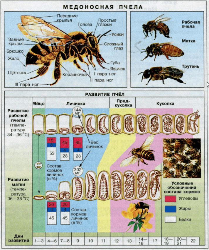 Плодовитость пчелиной матки. основы пчеловодства [самые необходимые советы тому, кто хочет завести собственную пасеку]