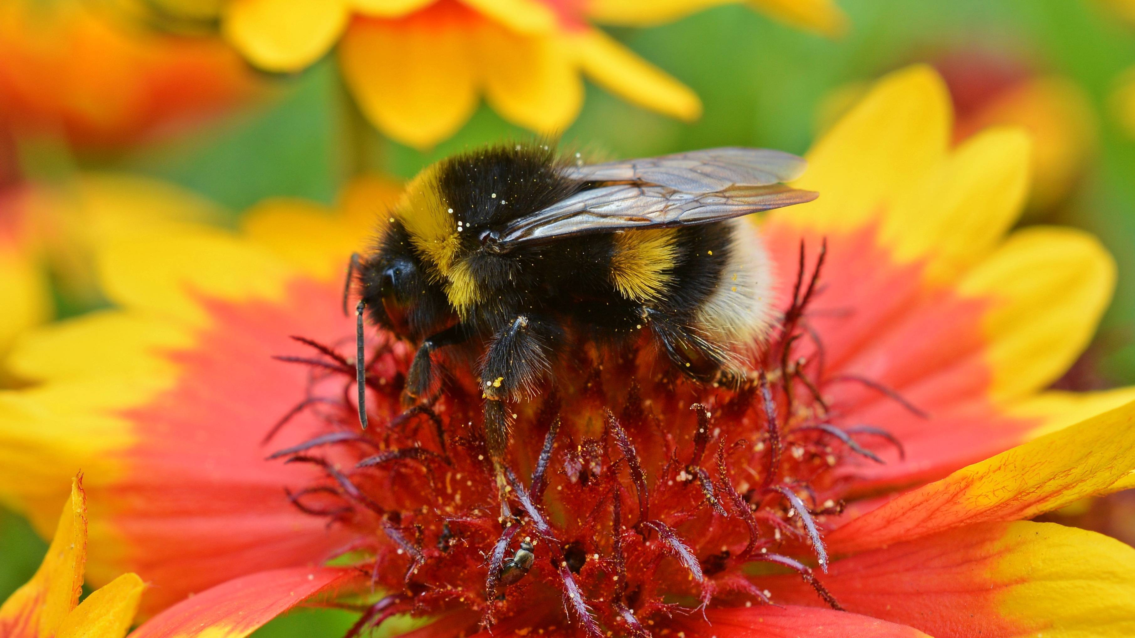 Что опыляют пчелы и процесс опыления