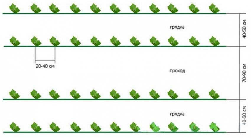 Огурец герман f1 схема посадки