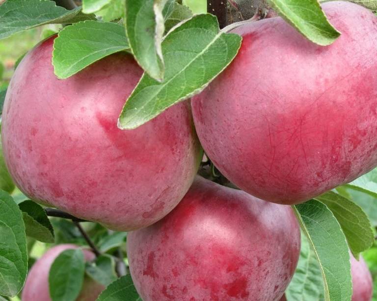 Сорт яблони память ульянищева: описание и подробная характеристика, особенности и правила выращивания