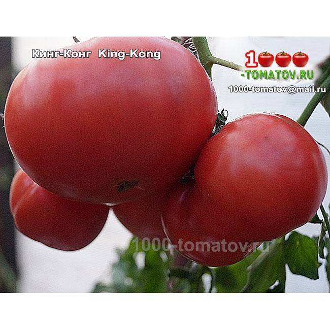 Описание томата Кинг-Конг и рекомендации по выращиванию растения