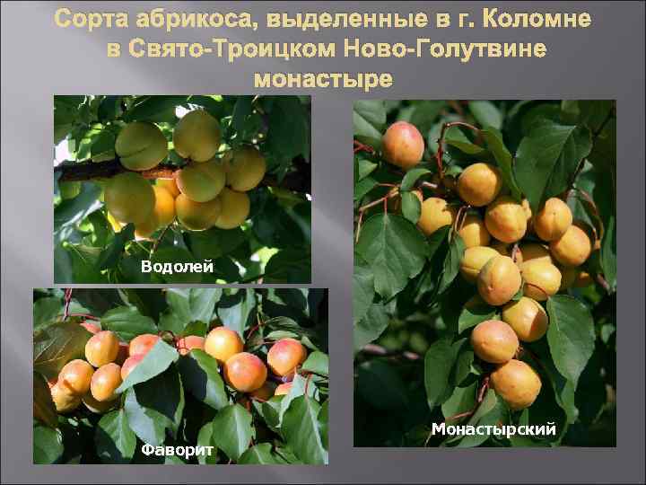 Описание и характеристики абрикоса сорта Водолей, тонкости выращивания