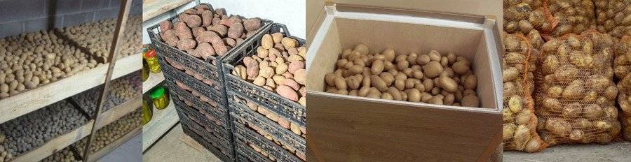 Подготовка и хранение семенного картофеля в погребе и дома