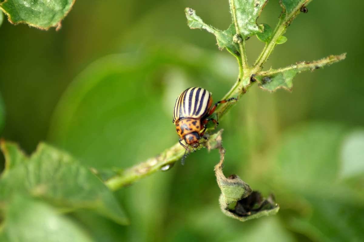Кто ест колорадского жука и их личинки из птиц в природе, естественные враги