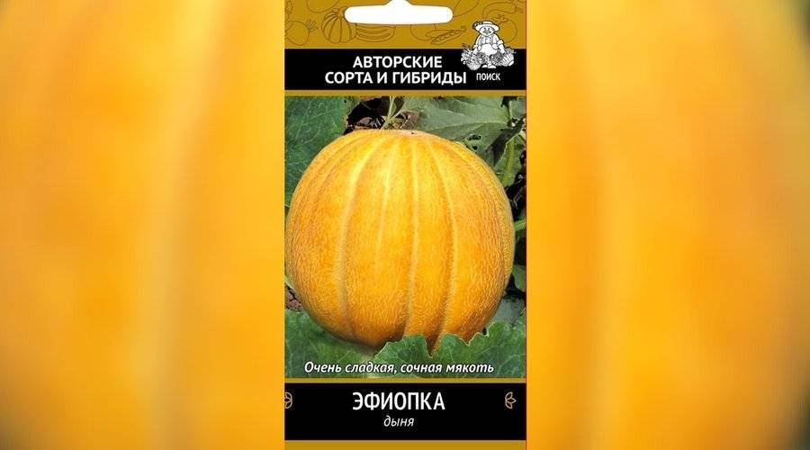 Сорт дыни "эфиопка": описание, особенности выращивания, урожайность и отзывы :: syl.ru