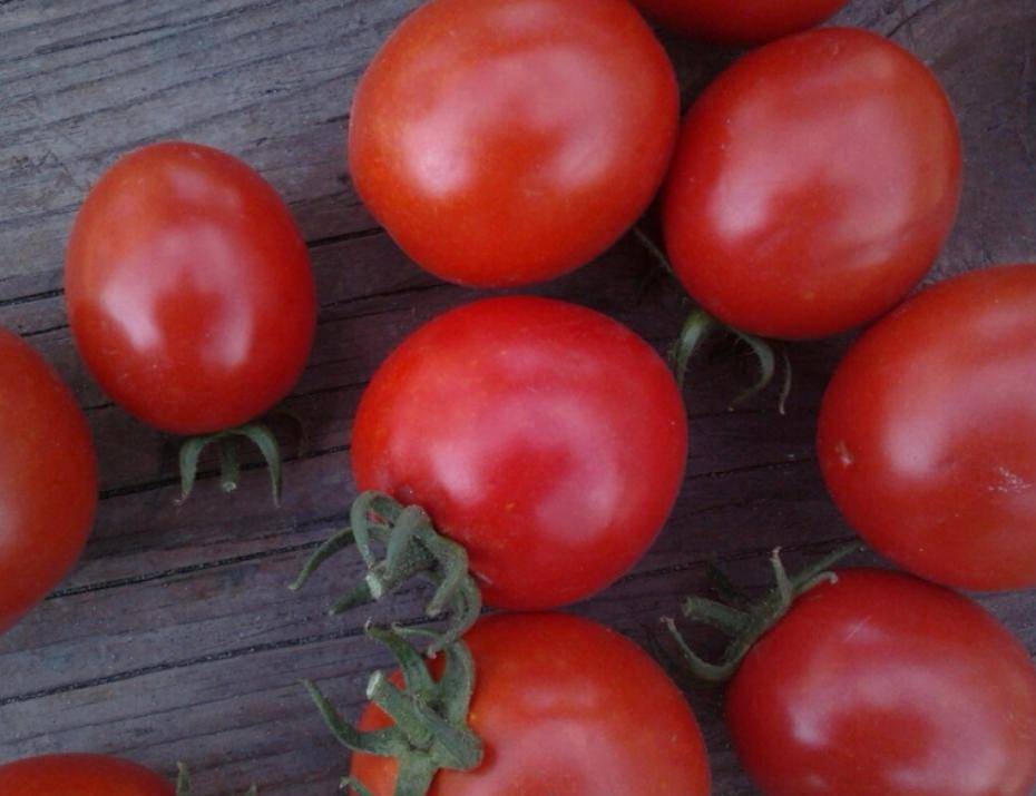 Описание, характеристика, посев на рассаду, подкормка, урожайность, фото, видео и самые распространенные болезни томатов сорта «асвон f1».