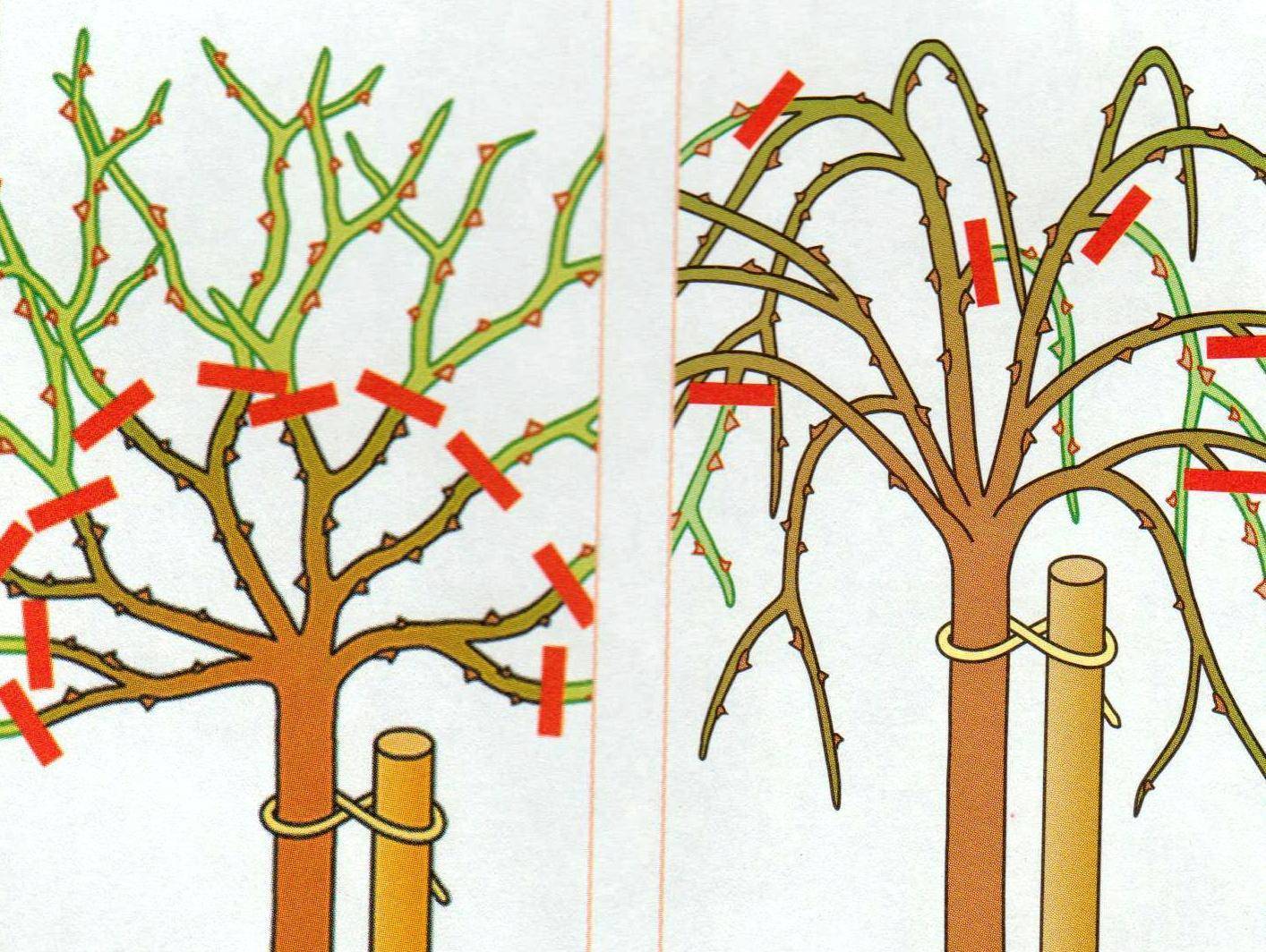 Правила обрезки плодовых деревьев. советы опытных садоводов
