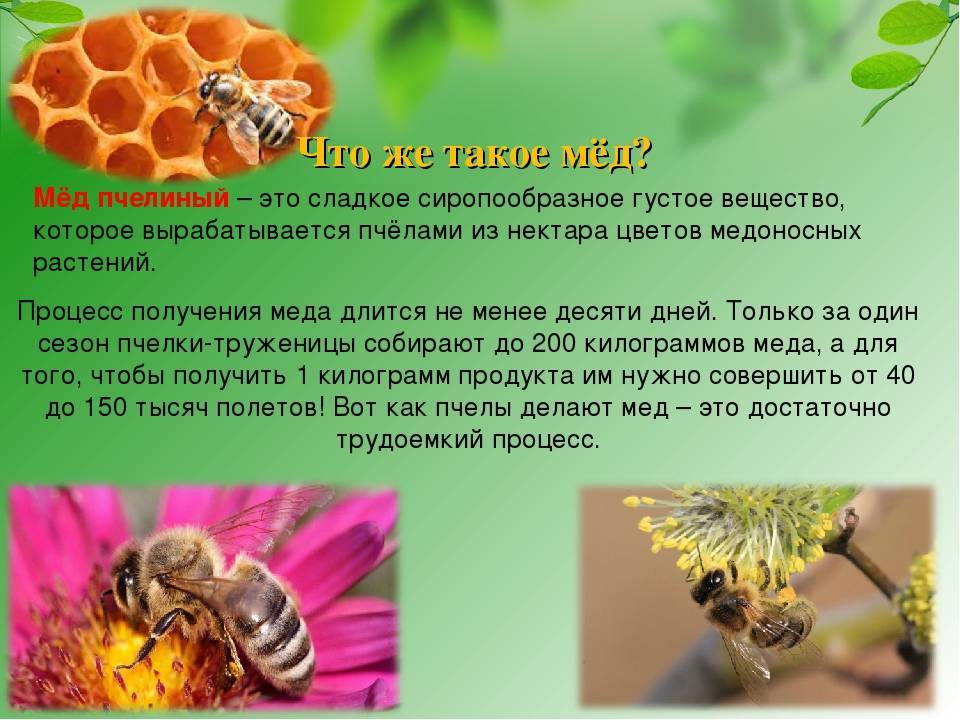 Видео: как пчелы собирают пыльцу и зачем делают из нее хлеб, главный запас еды в улье